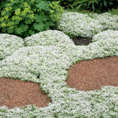 Thym rampant Blanc - Leaderplant