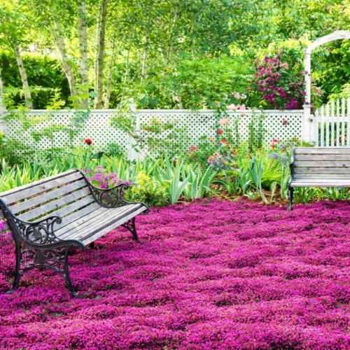 Thym Creeping Red ® - Leaderplant