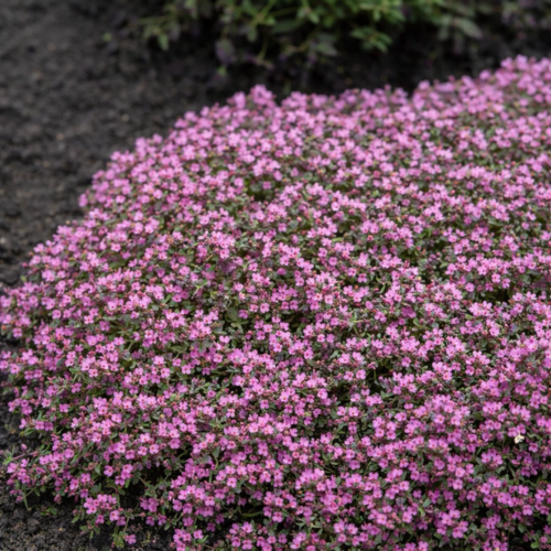 Thym précoce Halls variety Rosa - Leaderplant