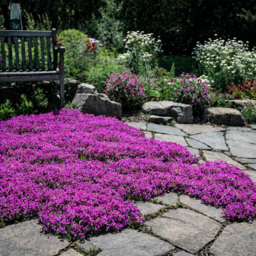 Thym Magic Carpet - Leaderplant