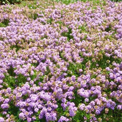 Thym Nitens - Leaderplant