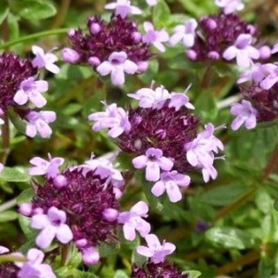 Thym serpolet - Leaderplant