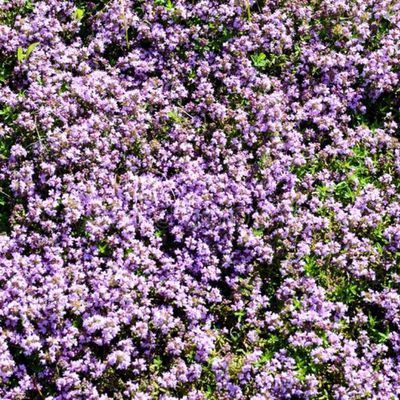 Thym serpolet - Leaderplant