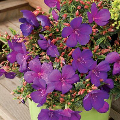 Tibouchina 'Groovy Baby' ® - Leaderplant