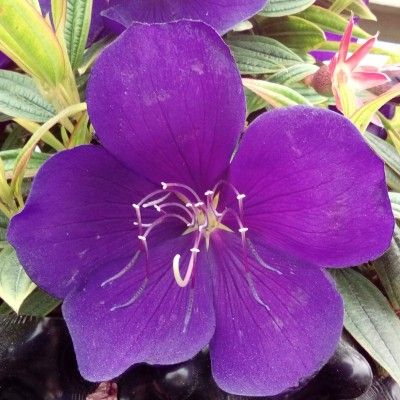 Tibouchina 'Groovy Baby' ® - Leaderplant