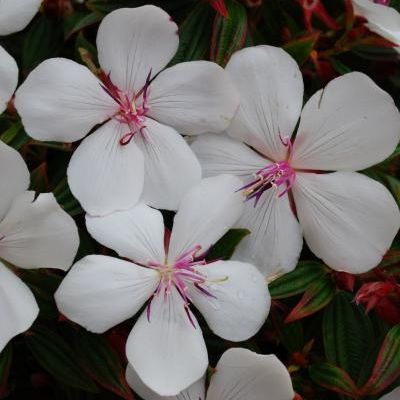 Tibouchina 'Peace Baby' ® - Leaderplant