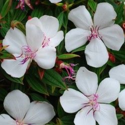 Tibouchina 'Peace Baby' ® - Leaderplant