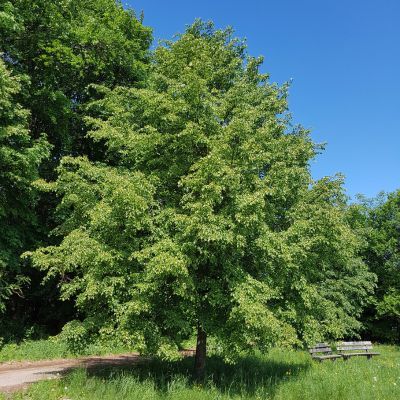 Tilleul à grandes feuilles  - Leaderplant