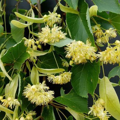 Tilleul à grandes feuilles  - Leaderplant