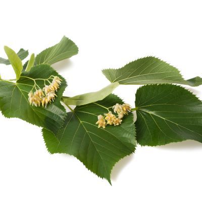 Tilleul Argenté - Leaderplant