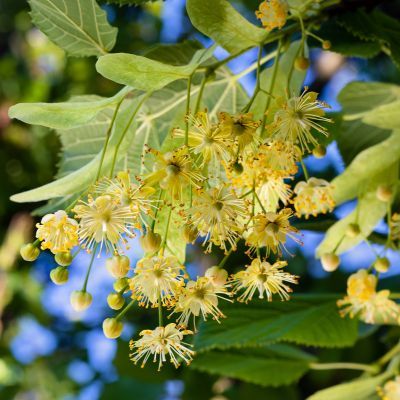 Tilleul Argenté - Leaderplant