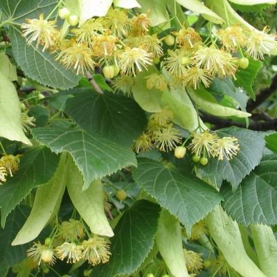 Tilleul des Bois - Leaderplant