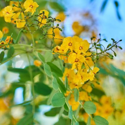 Arbre à Tipu - Leaderplant