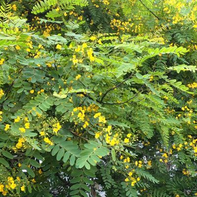 Arbre à Tipu - Leaderplant