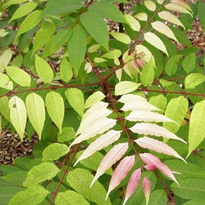 Cédrèle - Acajou de Chine - Toona - Leaderplant