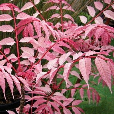 Cédrèle - Acajou de Chine - Toona - Leaderplant