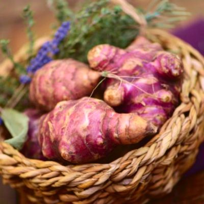 Topinambour Papas - Leaderplant