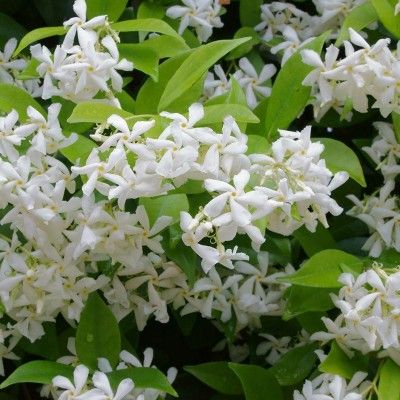 Jasmin étoilé persistant / Faux jasmin en mini-motte - Leaderplant