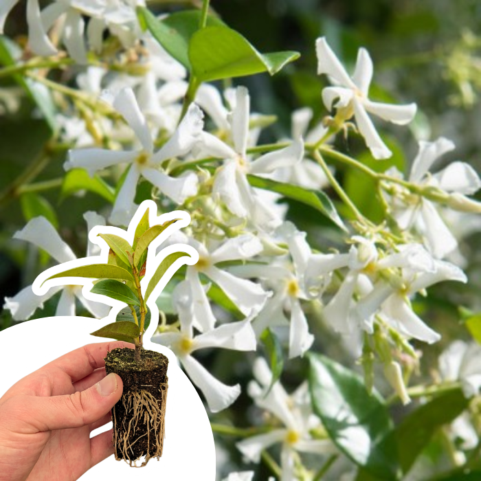 Jasmin étoilé persistant / Faux jasmin en mini-motte - Leaderplant