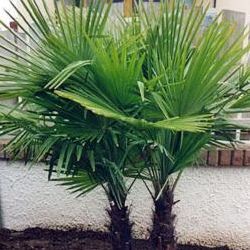 Palmier de Chine - palmier Chanvre - Vente en ligne de plants de