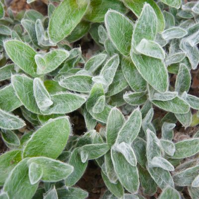 Tradescantie Veloutée - Leaderplant