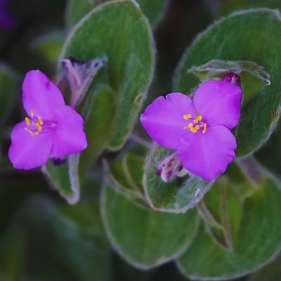 Tradescantie Veloutée - Leaderplant