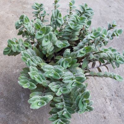 Tradescantie Veloutée - Leaderplant