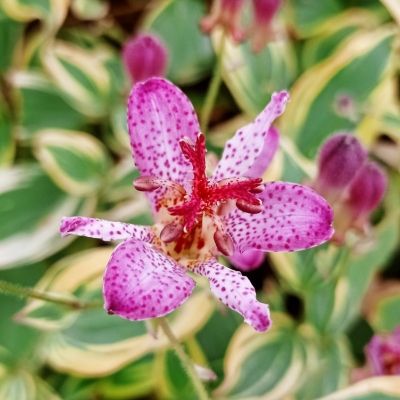 Lis orchidée - Tricyrtis Autumn Glow - Leaderplant