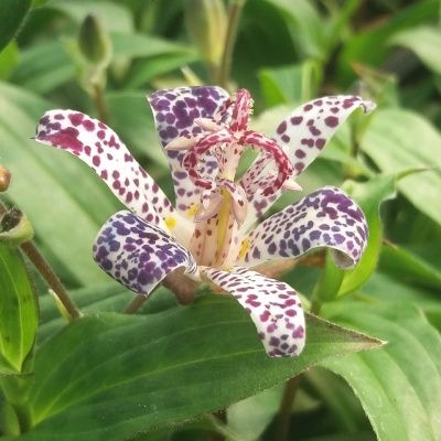 Tricyrtis Samurai - Leaderplant