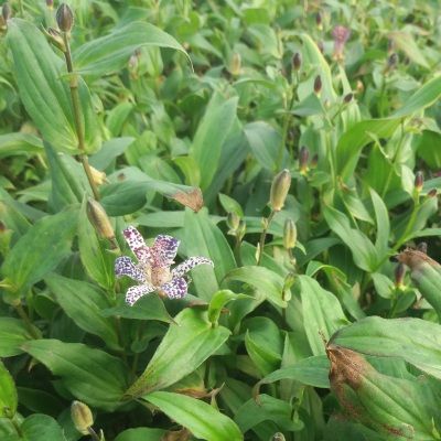 Tricyrtis Samurai - Leaderplant