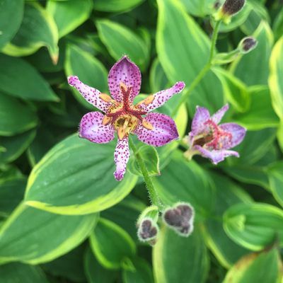 Lis orchidée - Tricyrtis Autumn Glow - Leaderplant
