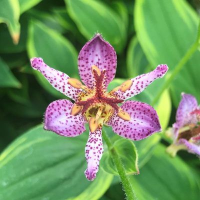 Lis orchidée - Tricyrtis Autumn Glow - Leaderplant