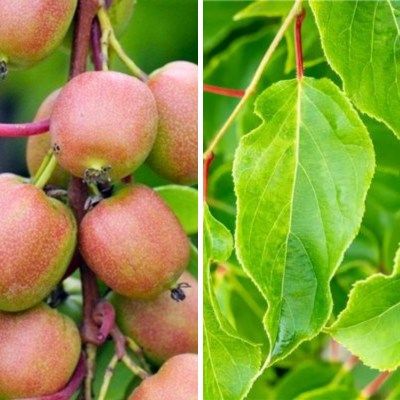 TRIO de Kiwaïs - Leaderplant