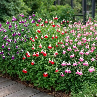 TRIO de Sauges - Leaderplant