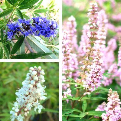 TRIO de Gattiliers - Arbre au Poivre - Leaderplant