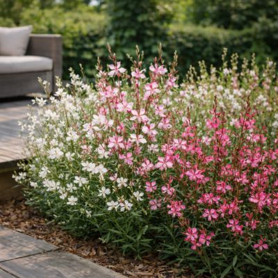 TRIO de Gauras - Leaderplant