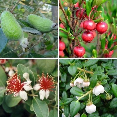 Goyavier Trio : 2 Feijoa Goyavier Bresil + 1 Goyavier du Chili - Leaderplant