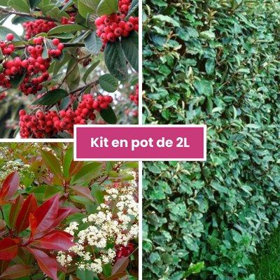 TRIO Haie persistante et colorée - Leaderplant