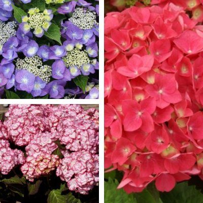 TRIO d'Hortensias - Leaderplant