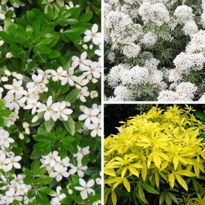 TRIO d'Orangers du Mexique - Leaderplant