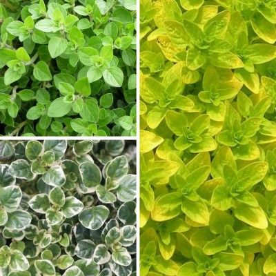 TRIO d'Origans - Leaderplant