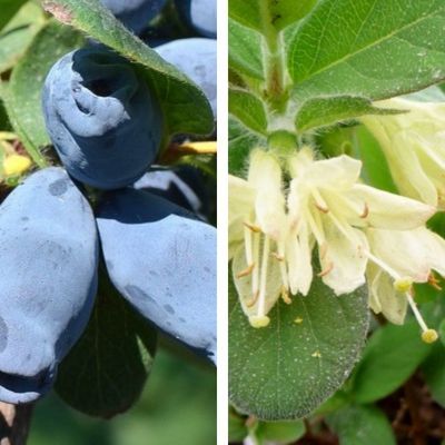 Duo Baie de Mai - Leaderplant