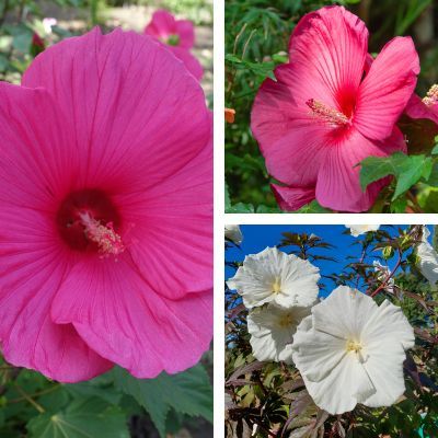 Trio d'Hibiscus des marais  - Leaderplant