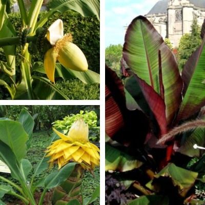 TRIO Bananiers de Collection - Leaderplant