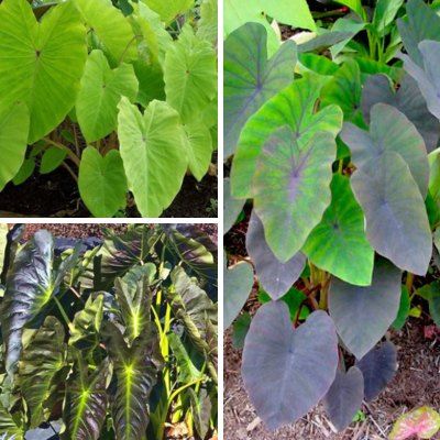 TRIO de Colocasias - Leaderplant