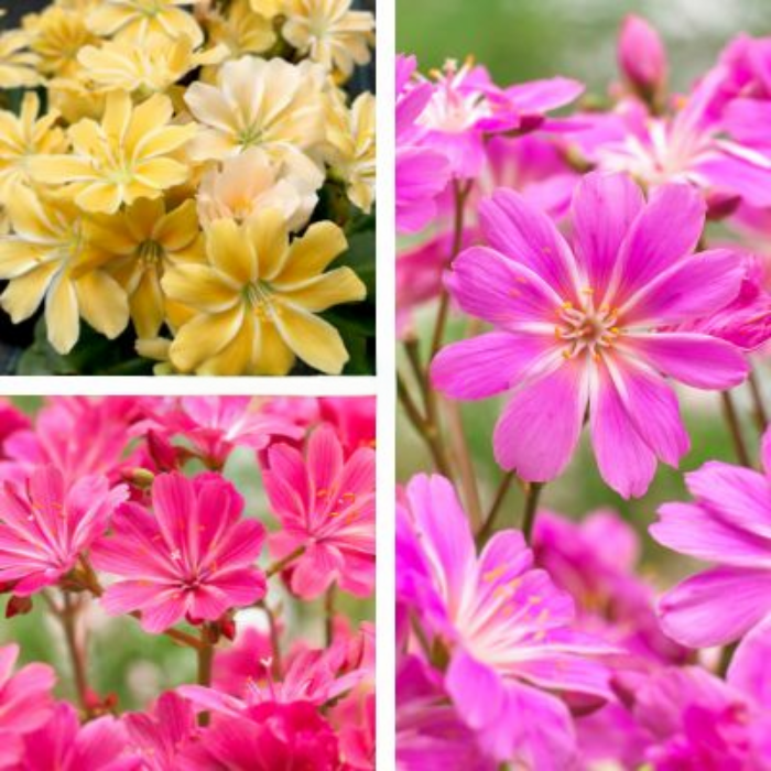 TRIO de Lewisias - Leaderplant