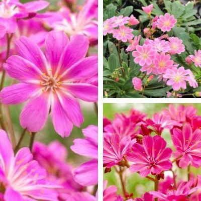 TRIO de Lewisias - Leaderplant