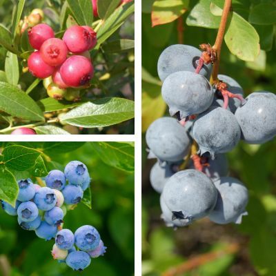 TRIO de Myrtilles - Leaderplant