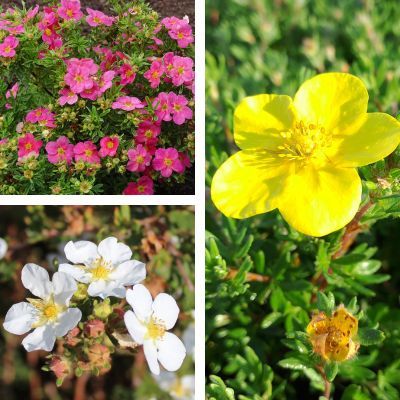 TRIO de Potentilles - Leaderplant