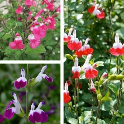 TRIO de Sauges - Leaderplant